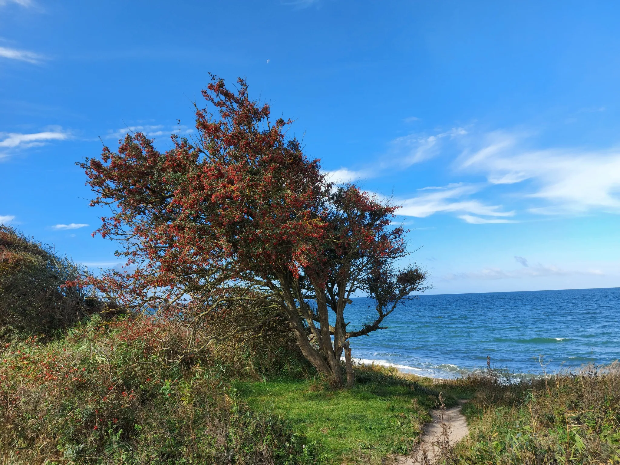 Küstenpfad bei Börgerende mit Sanddornbusch und Blick auf die Ostsee